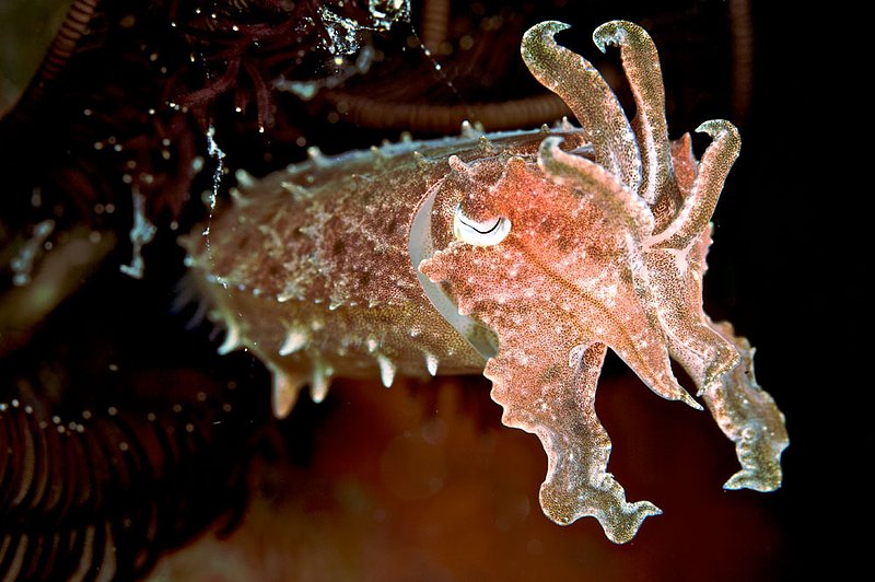 IMG_9742 178.jpg :: A small broadclub cuttlefish (Sepia latimanus) hiding beside a crinoid featherstar off of Tulamben, Bali, Indonesia, Indian Ocean.