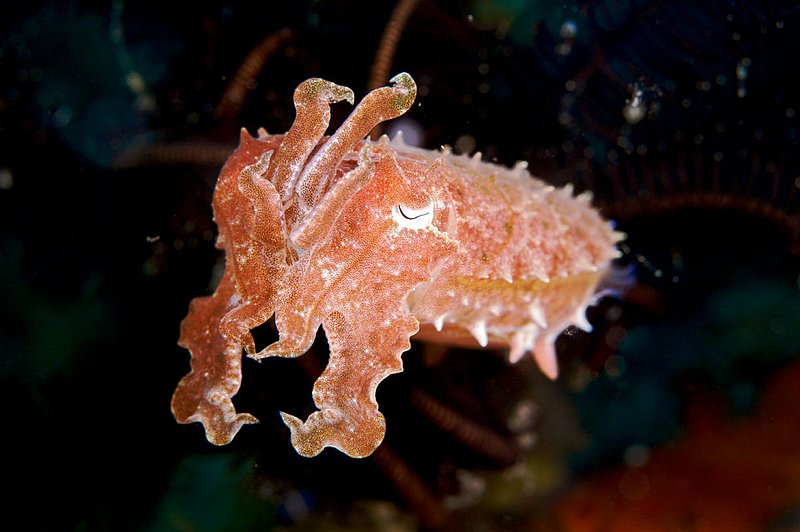 IMG_9762 198.jpg :: A small broadclub cuttlefish (Sepia latimanus) hiding beside a crinoid featherstar off of Tulamben, Bali, Indonesia, Indian Ocean.