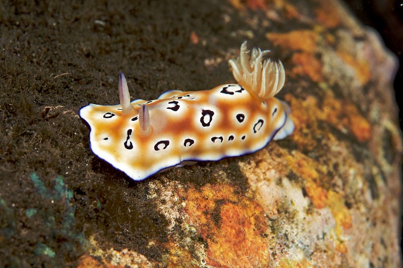 IMG_9811 65.jpg :: A nudibranch (Chromodoris leopardus) off of Bali, Indonesia.