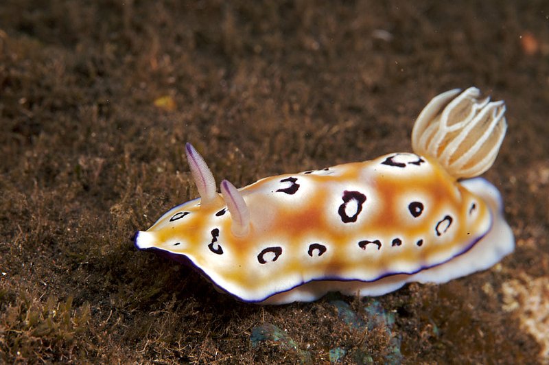 IMG_9815 69.jpg :: A leopard nudibranch (Chromodoris leopardus) off of Bali, Indonesia, Indian Ocean.