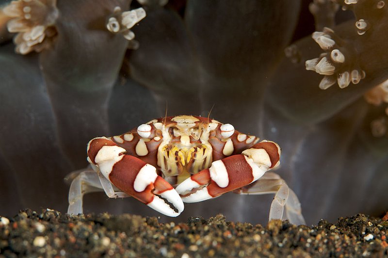 IMG_9866 120.jpg :: A harlequin crab (Lissocarcinus laevis) takes shelter under a soft coral next to the Liberty Wreck off of Tulamben, Bali, Indonesia, Indian Ocean.