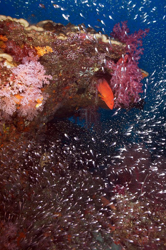 IMG_9870.jpg :: A coral grouper (Cephalopholis miniata ) emerges out of a coral head in the Similan Islands, Andaman Sea, Thailand.