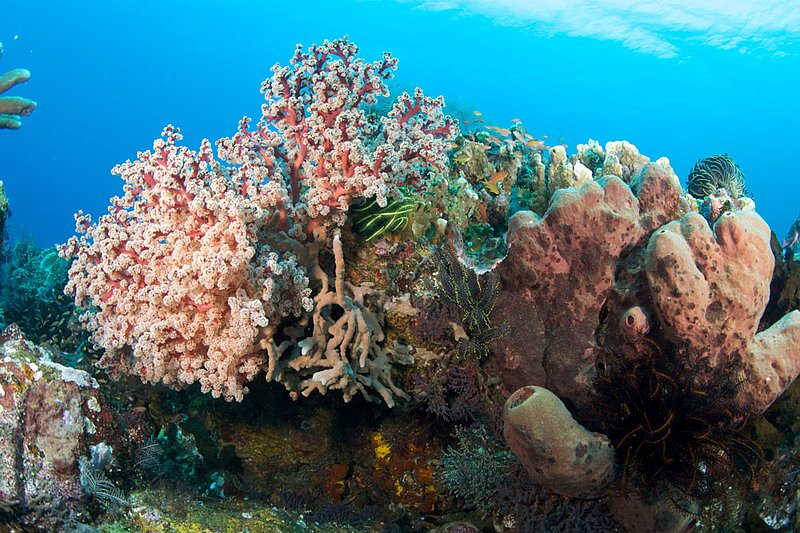 IMG_9950 204.jpg :: Corals off of Bali, Indonesia.