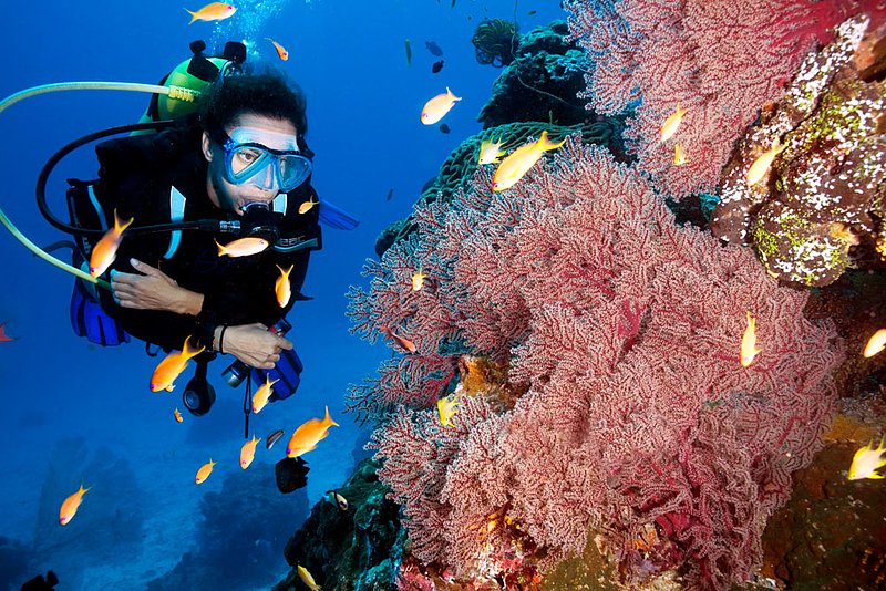 IMG_9954.jpg :: A diver admires marine life in the Similan Islands, Andaman Sea, Thailand.