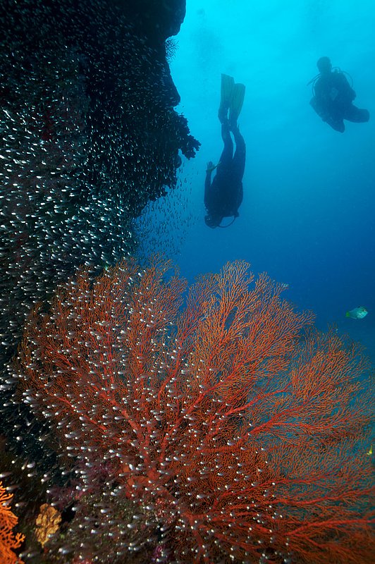 IMG_9960.jpg :: Divers admire the brightly colored gorgonian sea fans (Melithaea sp.) in the Similan Islands, Andman Sea, Thailand.