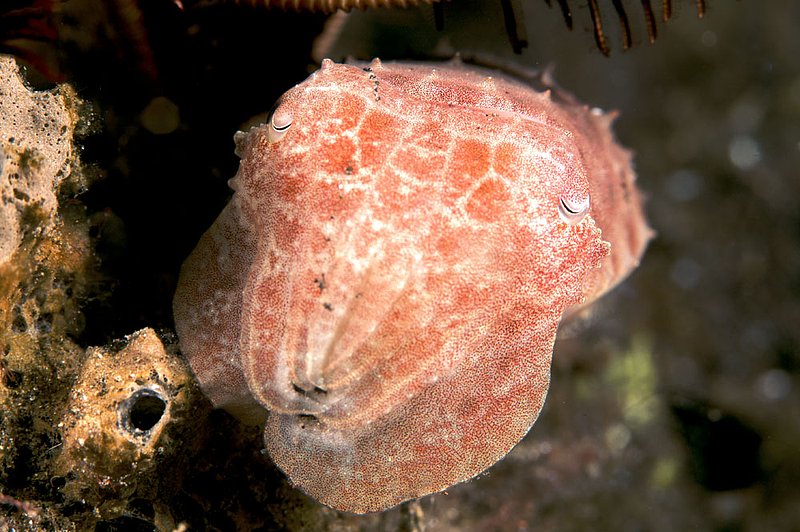 IMG_9986 240.jpg :: A small broadclub cuttlefish (Sepia latimanus) hiding beside a crinoid featherstar off of Tulamben, Bali, Indonesia, Indian Ocean.
