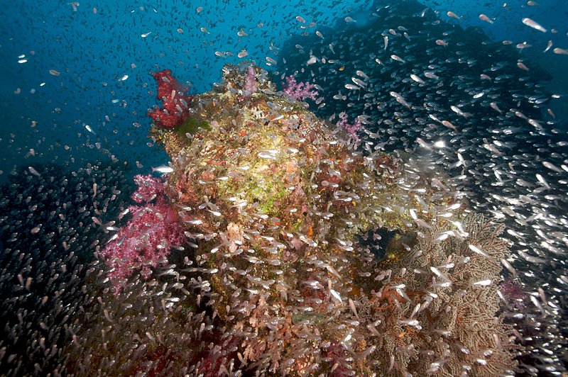 IMG_9994.jpg :: A busy reef off of the Similan Islands, Thailand, Andaman Sea.