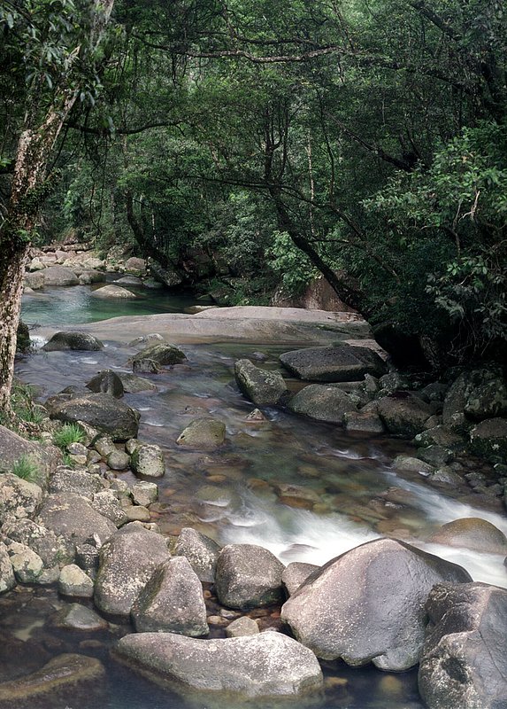 australianrier.jpg :: A river near Cape Tribulation, Queensland, Australia.