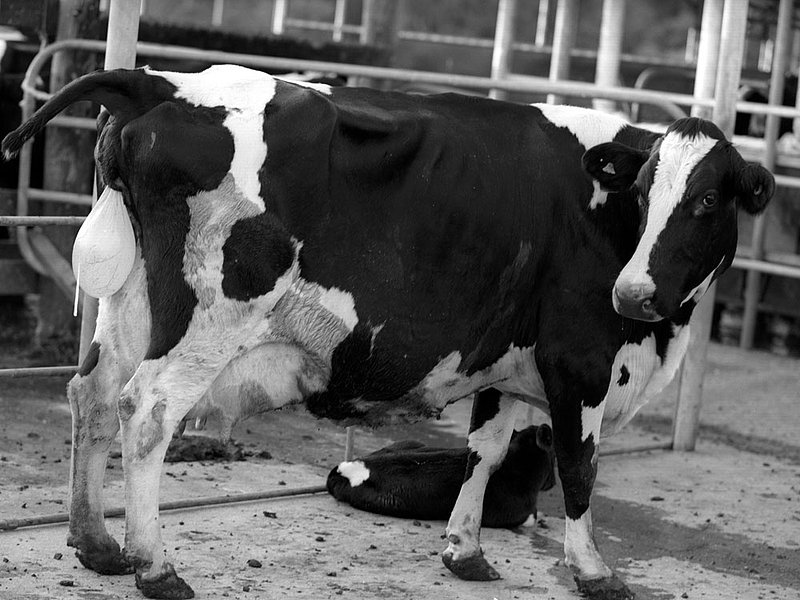 birthtime.jpg :: A mother cow delivering the placenta just after birth, Cheelonga Farm, Queensland, Australia.