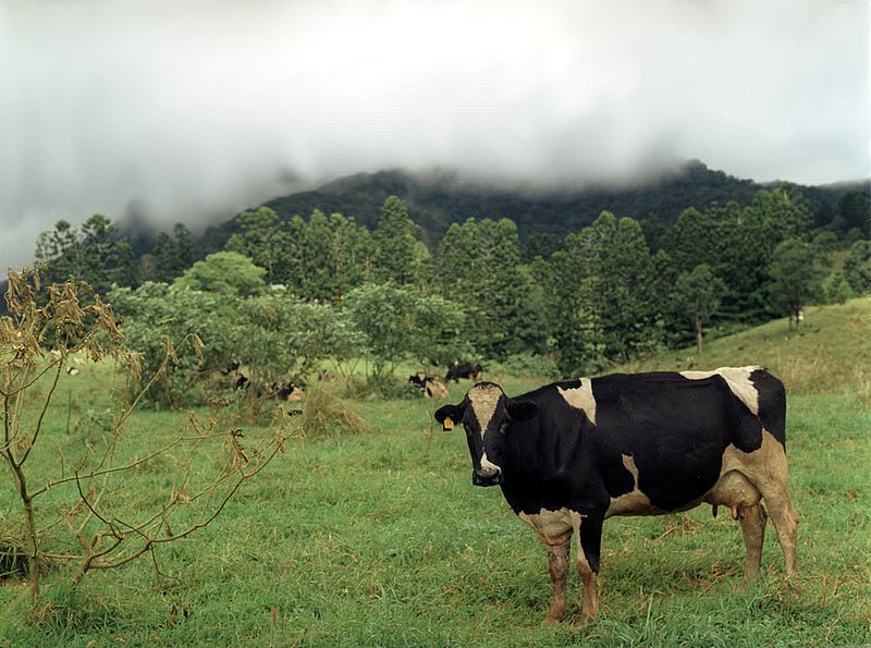 cow.jpg :: A cow on a tropical diary farm in Queensland, Australia.