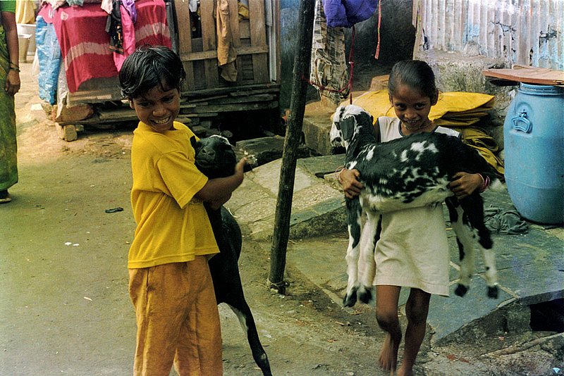 goatkids2.jpg :: Two young children in Mumbai, India show off their goats.
