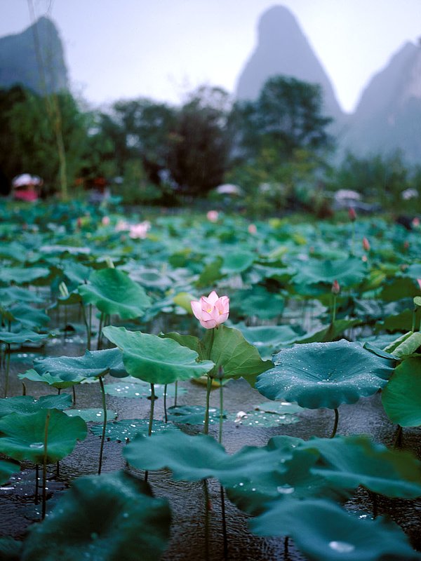 lotus1.jpg :: Blossoming lotus flowers in Guilin, China.