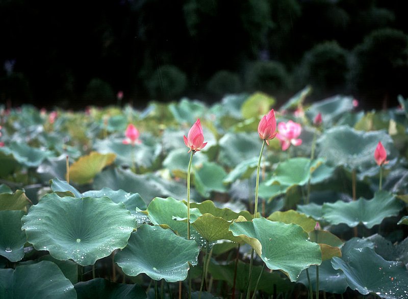 lotuss.jpg :: Blossoming lotus flowers in Guilin, China.