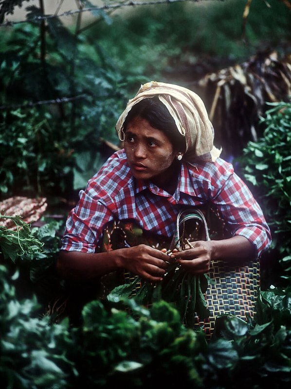 marketgirlagain.jpg :: A young Burmese woman working at a market in Bagan, Myanmar.