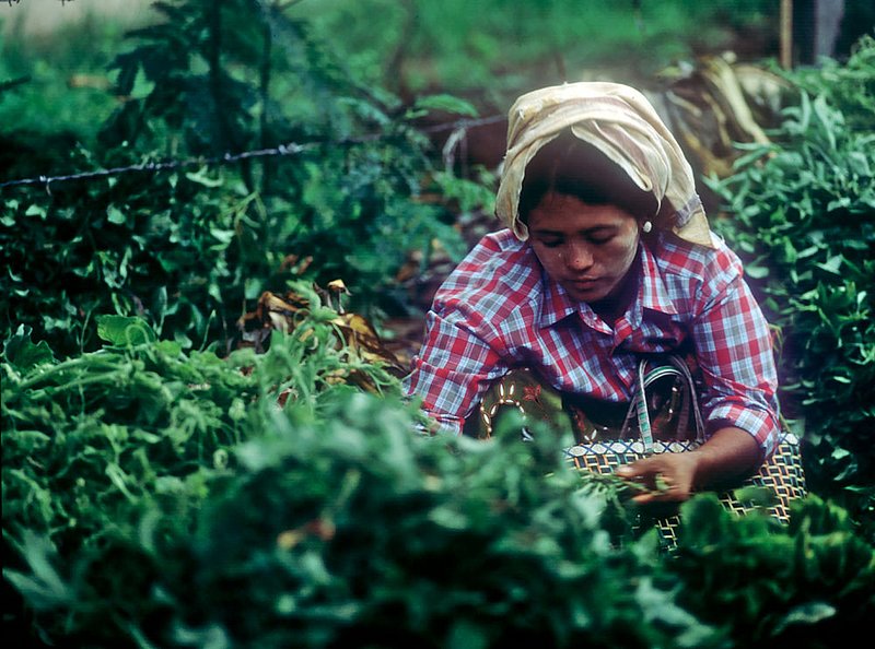 marketgirlburma.jpg :: A young Burmese woman working at a market in Bagan, Myanmar.