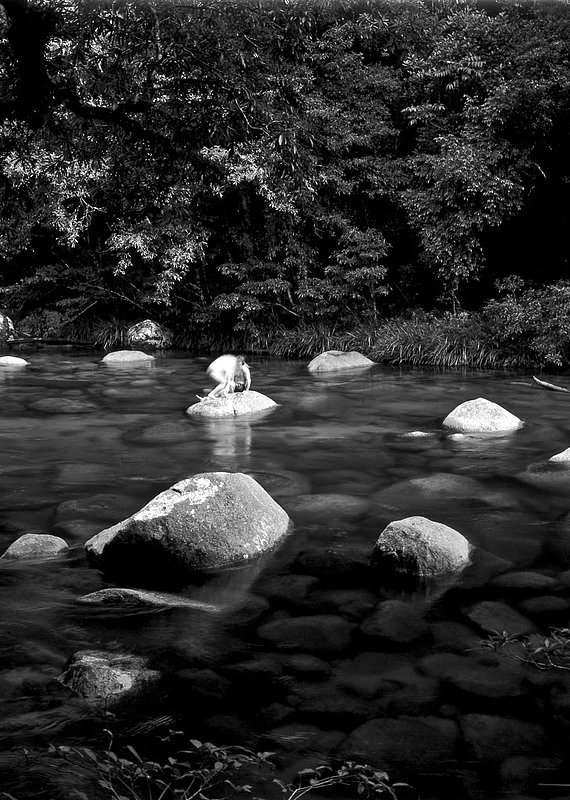 misc609.jpg :: River near Cape Tribulation, Queensland, Australia