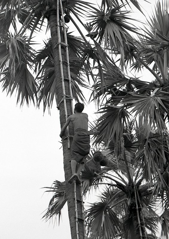 myanmar2005010.jpg :: A Burmese man scaling a tree to gather nuts near Bagan, Myanmar.