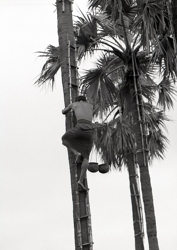 myanmar2005011.jpg :: A Burmese man scaling a tree to gather nuts near Bagan, Myanmar.