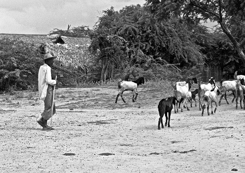 myanmar2005041.jpg :: A Burmese man herding goats in Bagan, Myanmar.