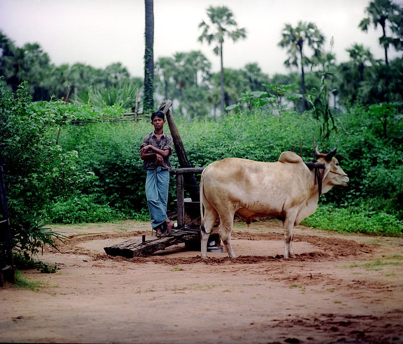 oxenboy.jpg :: A Burmese farmer and his ox, Myanmar.