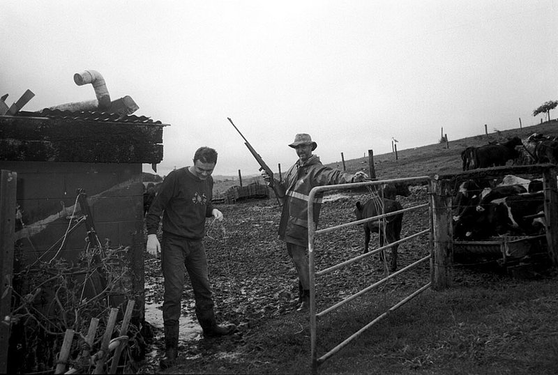 shaneandvivian.jpg :: Dairy farm workers working with the calve shed.