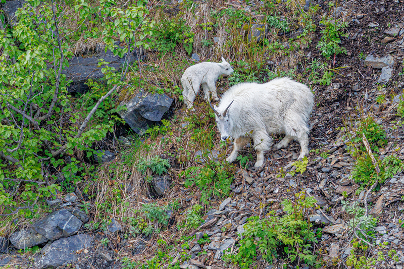 AK016.jpg :: Mountain Goats occupy the nearby shoreline

Kenai National Park Fjord, AK - Spring 2025
