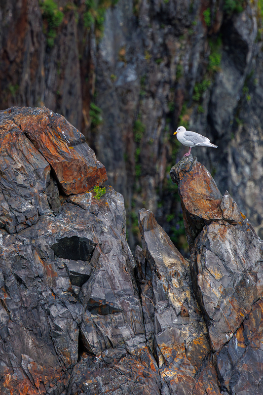 AK017.jpg :: A Seagull perched atop a jagged rock along the rugged coastline

Kenai Fjord National Park, AK - Spring 2025