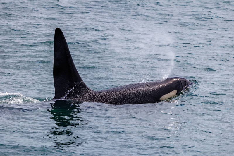 AK018.jpg :: An Orca whale comes up near our Major Marine boat tour

Kenai Fjord National Park, AK - Spring 2025