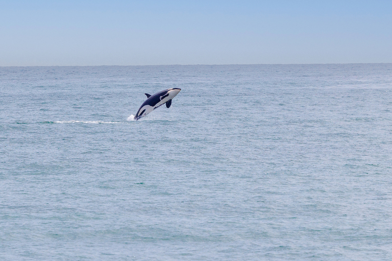AK019.jpg :: An Orca whale is seen breaching near our Major Marine boat tour

Kenai Fjord National Park, AK - Spring 2025