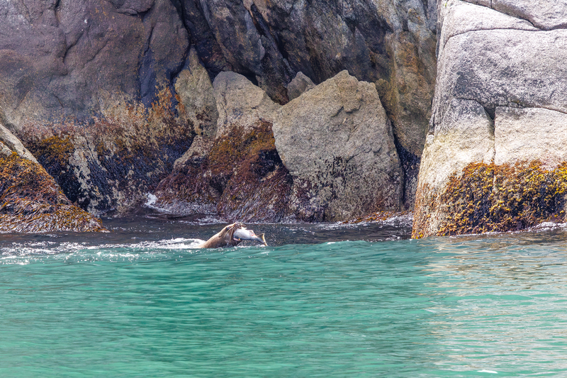 AK020.jpg :: A sea lion decides it's \