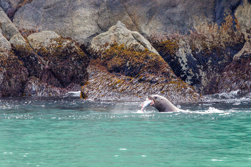 AK021.jpg :: A sea lion decides it's \