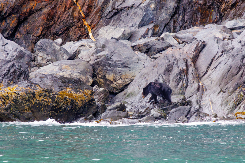 AK023.jpg :: A black bear roams the shoreline

Kenai Fjords, Alaska - Spring 2025
