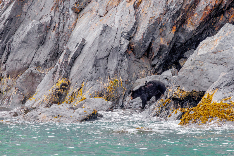 AK024.jpg :: A black bear roams the shoreline

Kenai Fjords, Alaska - Spring 2025