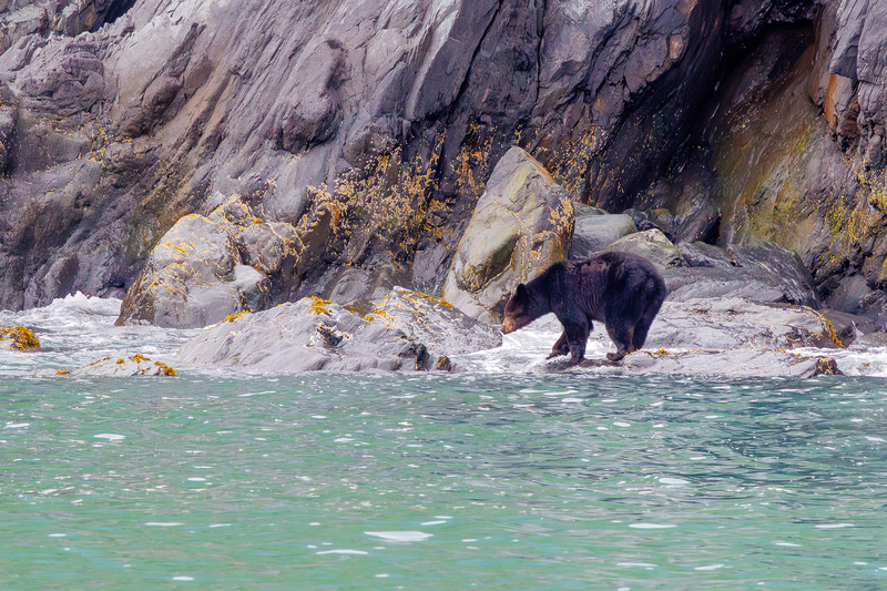 AK025.jpg :: A black bear roams the shoreline

Kenai Fjords, Alaska - Spring 2025