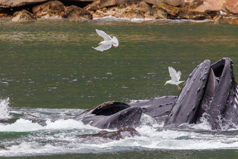 AK026.jpg :: Hump Back whales release bubbles bringing up fish

Kenai Fjords, Alaska - Spring 2025