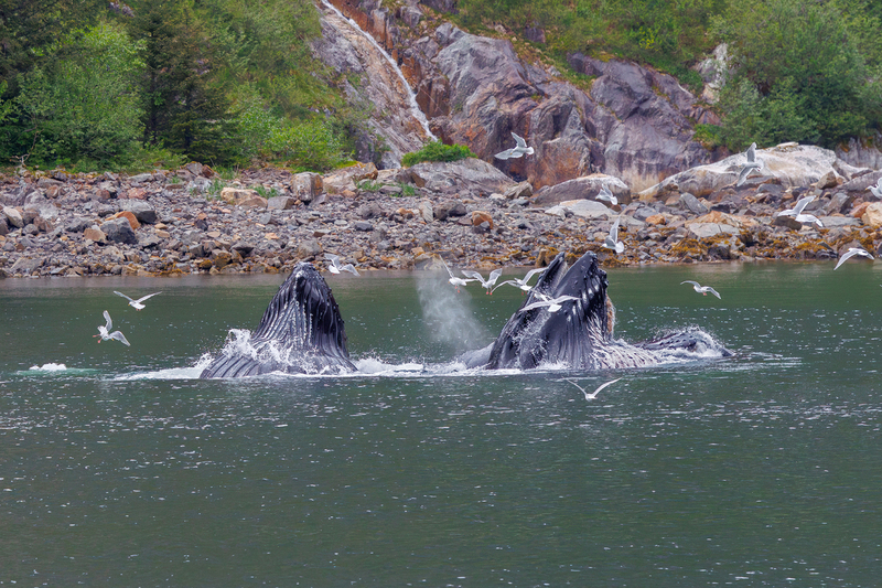 AK027.jpg :: Hump Back whales release bubbles bringing up fish

Kenai Fjords, Alaska - Spring 2025