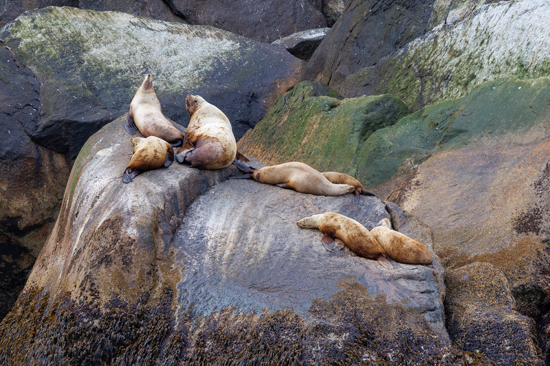 AK028.jpg :: Seals chill out on the nearby shoreline rocks

Kenai Fjords, Alaska - Spring 2025