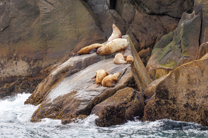 AK029.jpg :: Seals chill out on the nearby shoreline rocks

Kenai Fjords, Alaska - Spring 2025