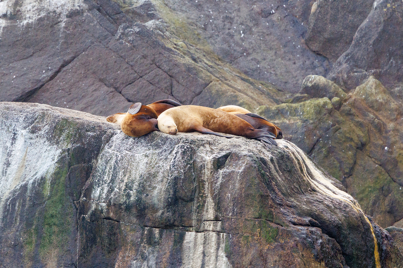 AK030.jpg :: Seals chill out on the nearby shoreline rocks

Kenai Fjords, Alaska - Spring 2025