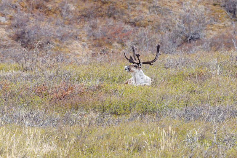 AK032.jpg :: A caribou takes pause in a field high up in Denali National Park

Denali Park, Alaska - Spring 2025