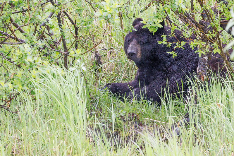 AK033.jpg :: A black bear rests in a hiding place in the Alaskan wilderness

South Anchorage, Alaska = Spring 2025