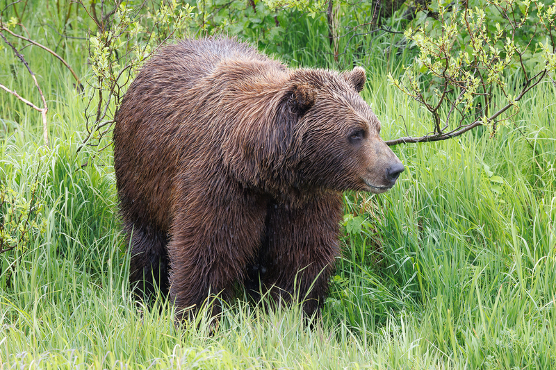 AK034.jpg :: A brown bear roams the Alaskan wilderness

South Anchorage, Alaska = Spring 2025