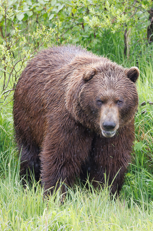 AK035.jpg :: A brown bear roams the Alaskan wilderness

South Anchorage, Alaska = Spring 2025