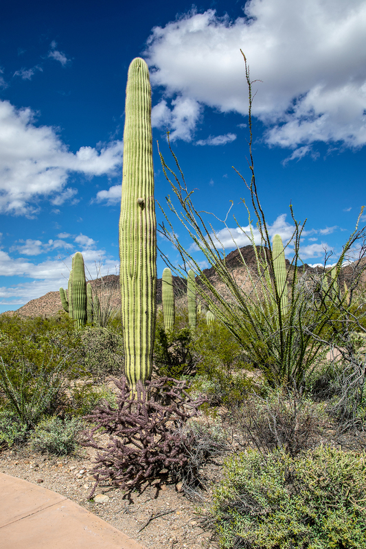 AZ059.jpg :: Portrait view of a variety of cacti found in Saguaro National Park

Tucson AZ - Winter 2019