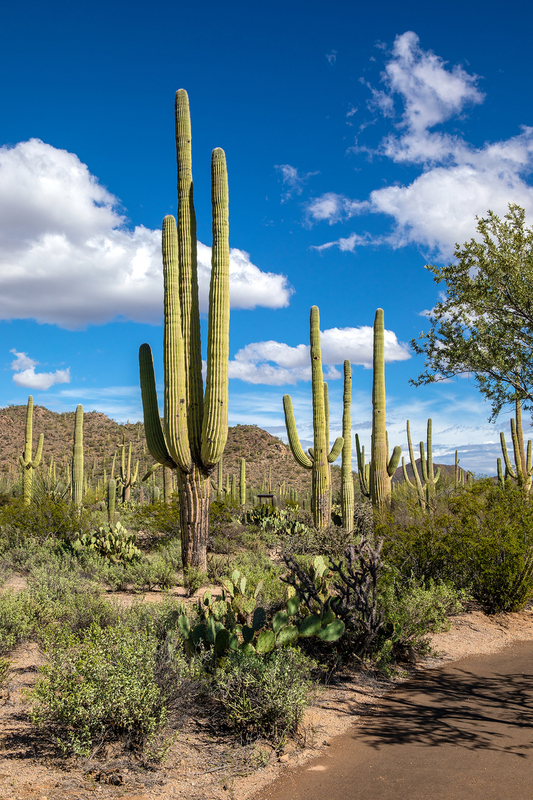 AZ060.jpg :: Portrait view of a variety of cacti found in the Arizona-Sonora Desert Museum

Tucson AZ - Winter 2019