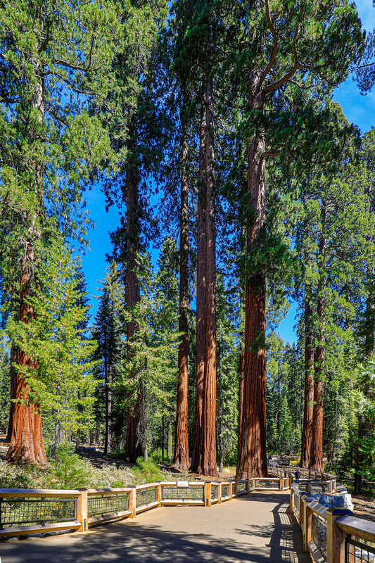 CA039b.jpg :: Impressively tall Sequoia's occupy the John Muir territory of Mariposa Grove

Yosemite National Park region CA - Summer 2018