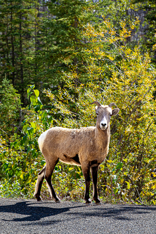 CR035.jpg :: A Bighorn Sheep stares me down during a photo opp near Maligne Lake & Jasper

Jasper AB CA - Fall 2019