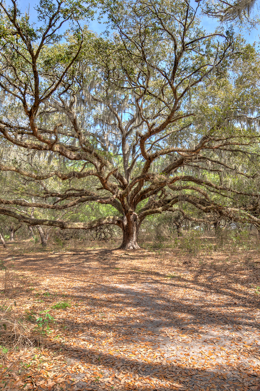 FL042.jpg :: Lake Runnymede Conservation Area holds some of the oldest oak trees found in the USA

St Cloud FL - Winter 2020