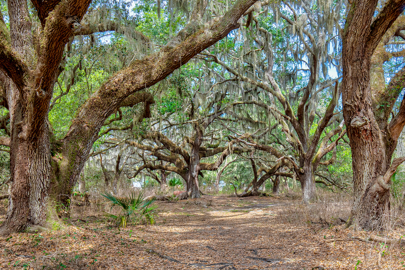 FL043.jpg :: Lake Runnymede Conservation Area holds some of the oldest oak trees found in the USA

St Cloud FL - Winter 2020