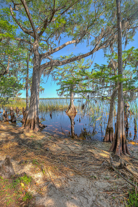 FL044.jpg :: Cypress trees abound at Disney Wilderness Preserve

Poinciana FL - Winter 2020
